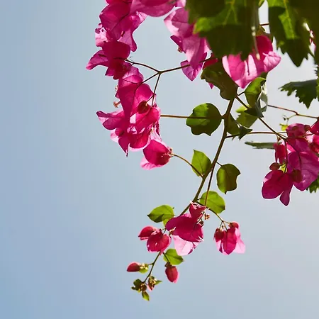 Mrs Armelina By Mr And Mrs White Gasthuis 4*