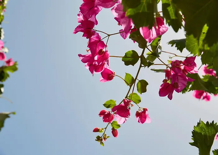 Mrs Armelina By Mr And Mrs White Gasthuis 4*